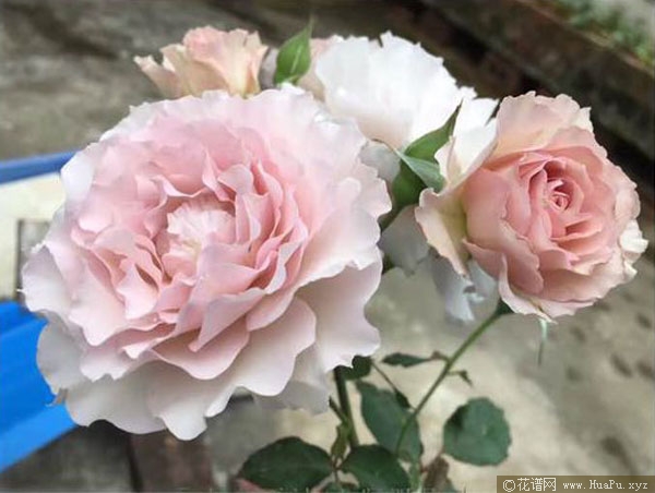 灌木： 蜻蜓