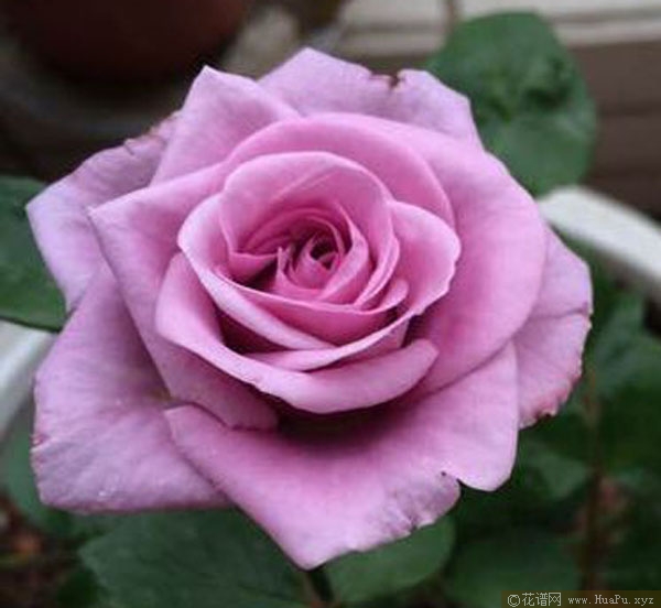 水星王阳台 Mercury king terrazza