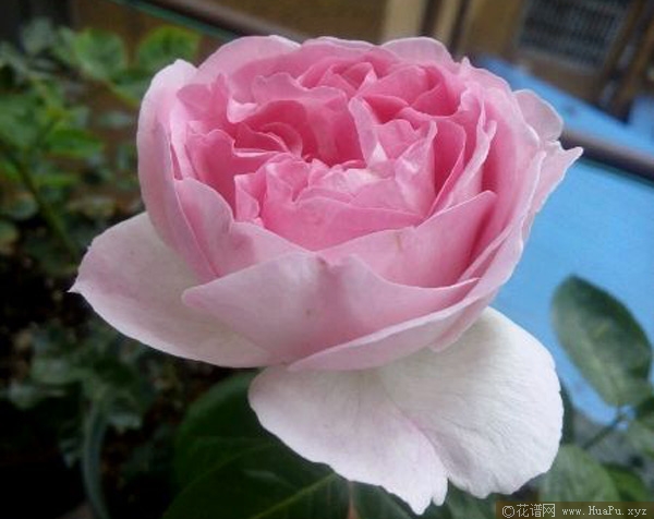 伊芙幻塔索斯