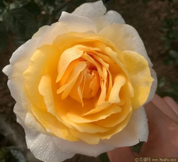 伊芙金伯爵／金色伊芙伯爵