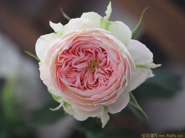 灌木:绒球门廊