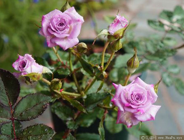 灌木:海洋米卡多 ocean mikado月季的优缺点与资料品种介绍 – 花谱网