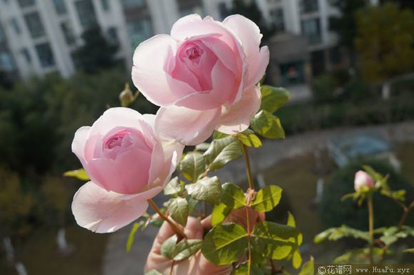 灌木：婚礼盒