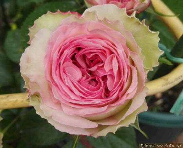 灌木：银色蕾丝