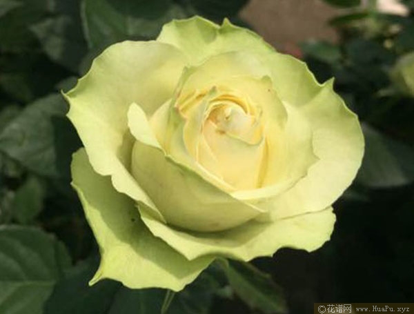 微月:永远的科夫