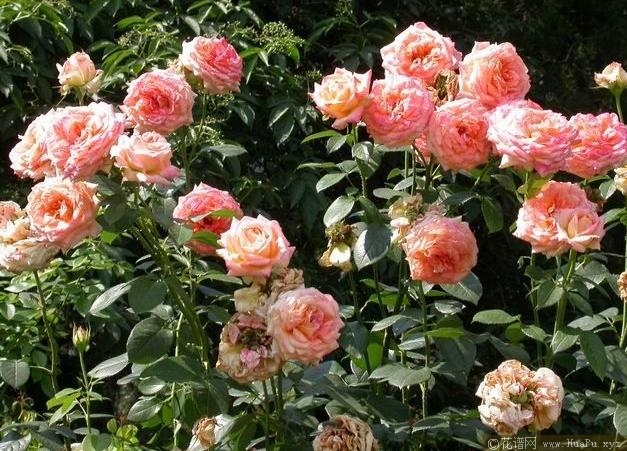 丰花月季（ Floribunda Roses ，简称 FI )