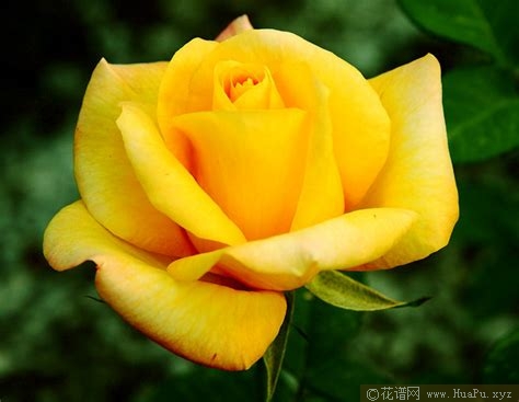 杂交茶香月季（ Hybrid Tea Roses ，简称 HT )
