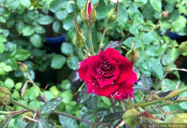 阿尔辛娜/阿尔琪娜