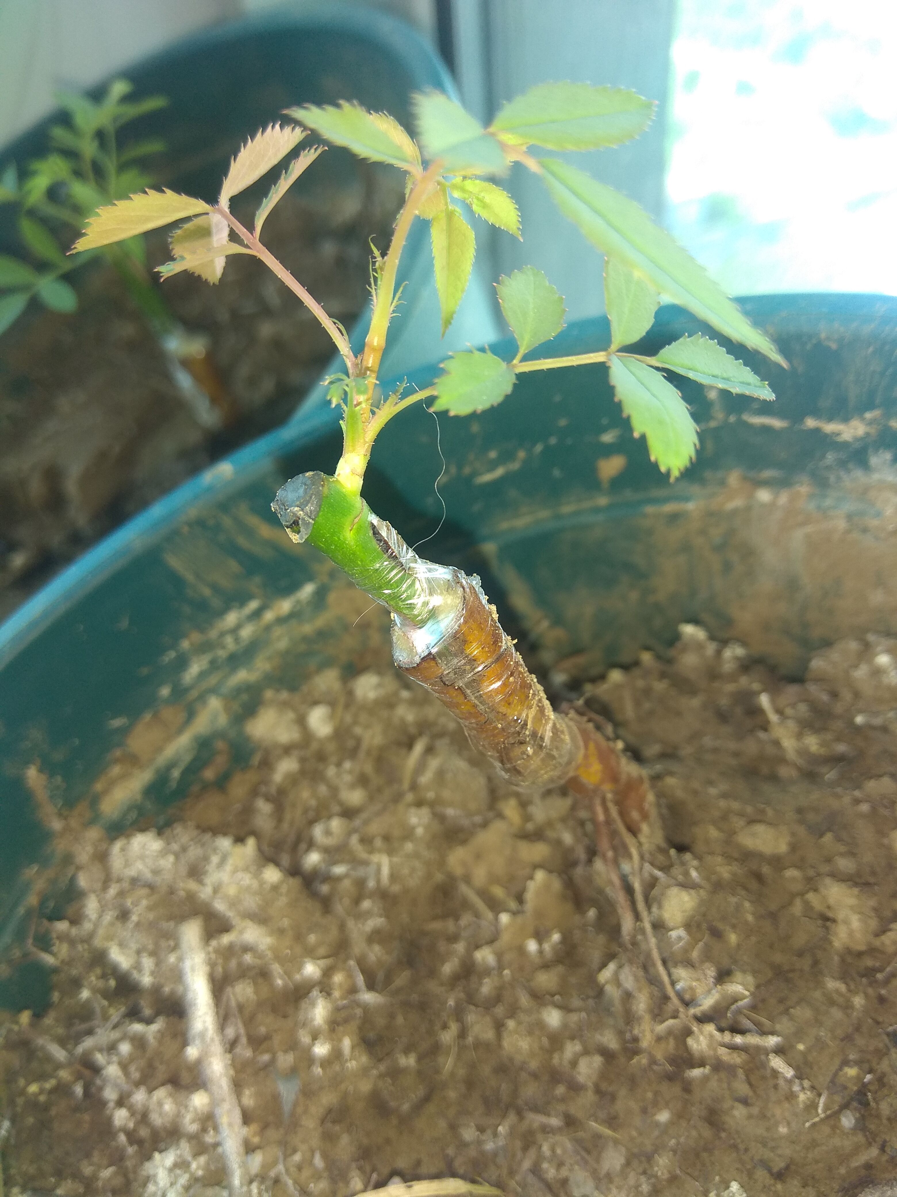 月季嫁接苗和扦插苗的区别