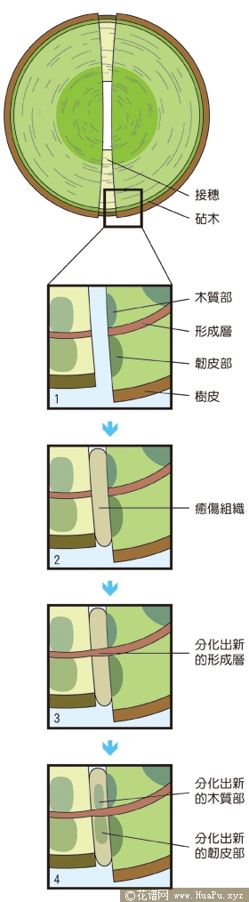 移花接木的嫁接栽培
