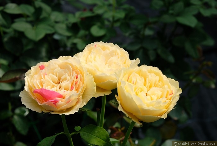 月季花要延长花期，关键在日常养护