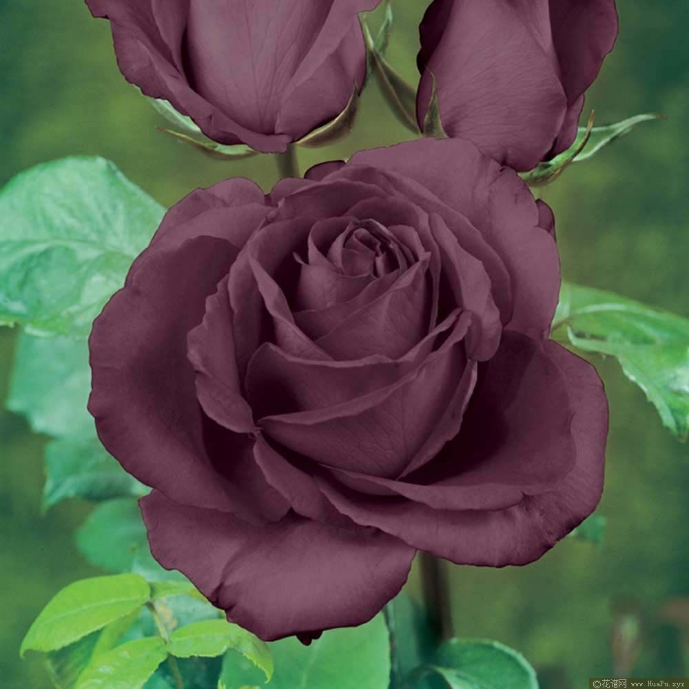 灌木：黑巴克Black Baccara