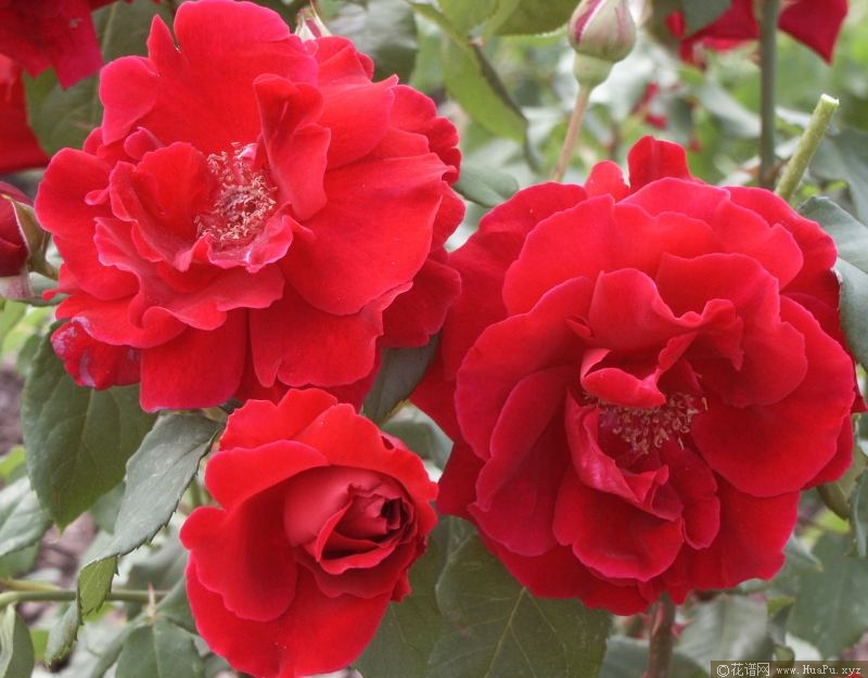 藤本:朱墨双辉 Crimson Glory