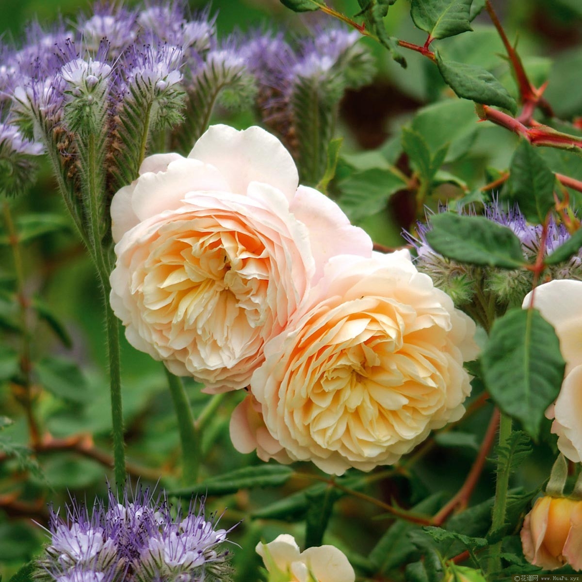 灌木:红花玫瑰 Crocus Rose/Emanuel/Timaru/Ausquest