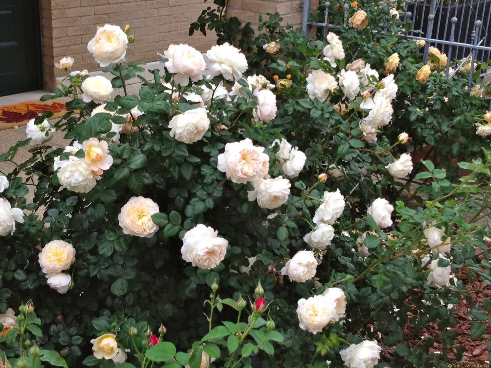 灌木:红花玫瑰 Crocus Rose/Emanuel/Timaru/Ausquest