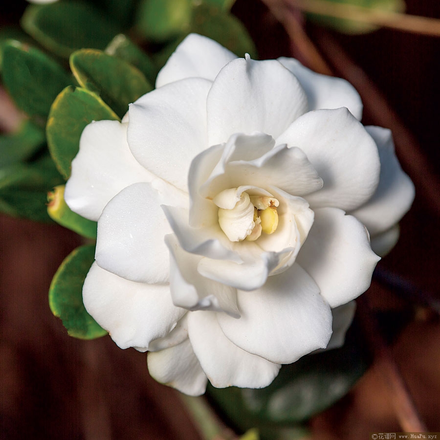 栀子花 Gardenia 