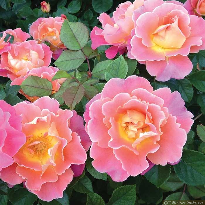 水果花瓣 Fruity Petals