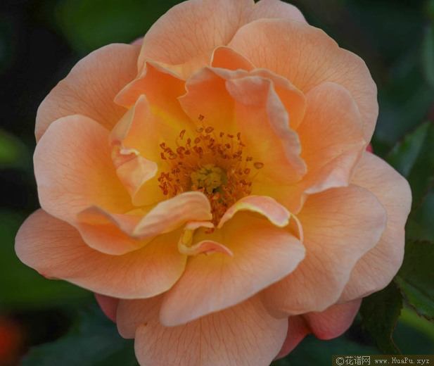 地被:琥珀地毯 Flower Carpet Amber
