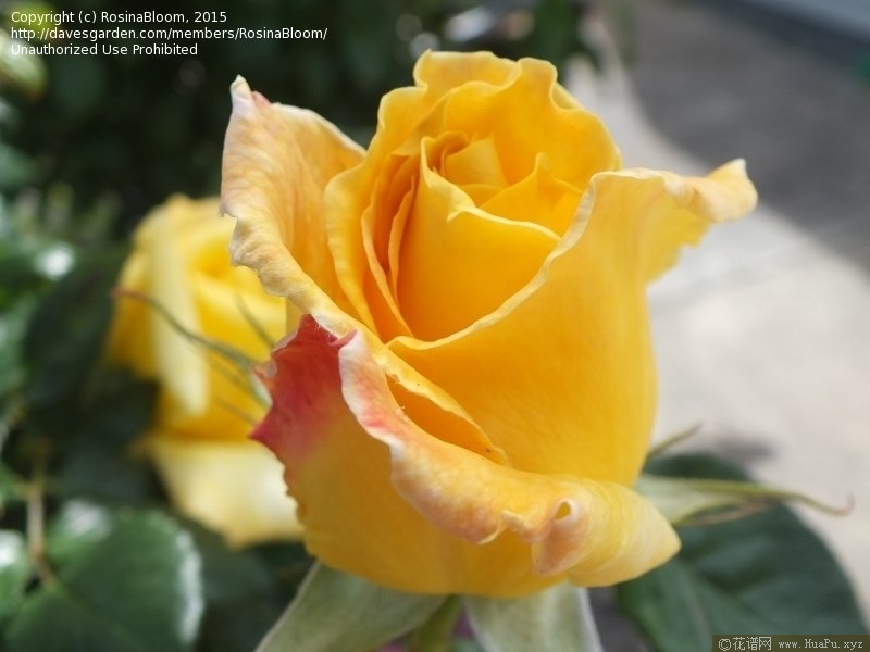 灌木：永恒火焰 Eternal Flame/A Little Ray of Sunshine/Deyrolle/MEIfacul