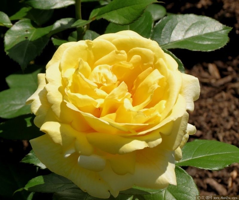 灌木：永恒火焰 Eternal Flame/A Little Ray of Sunshine/Deyrolle/MEIfacul