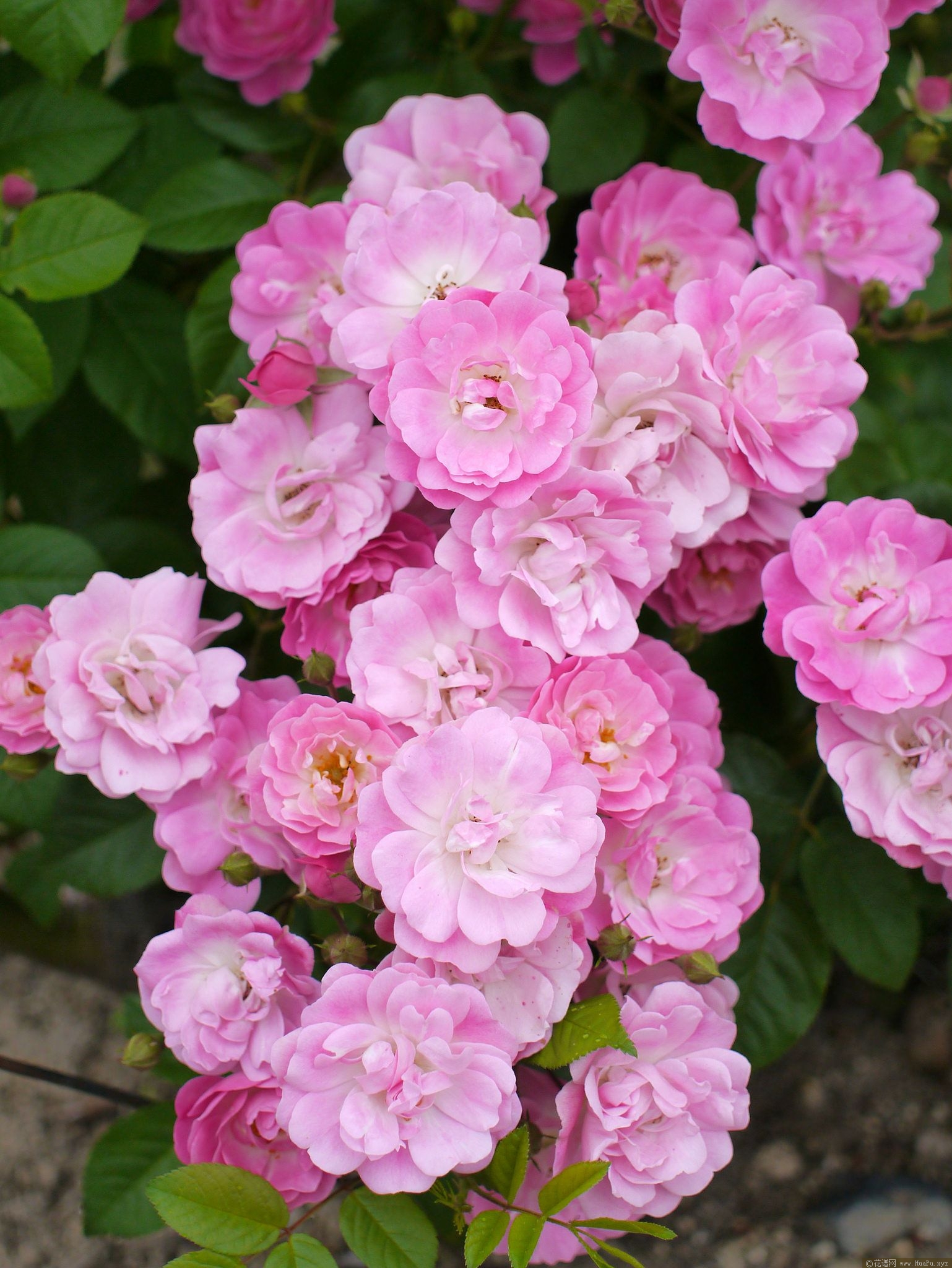 飞飞女侠 Mrs. F. W. Flight