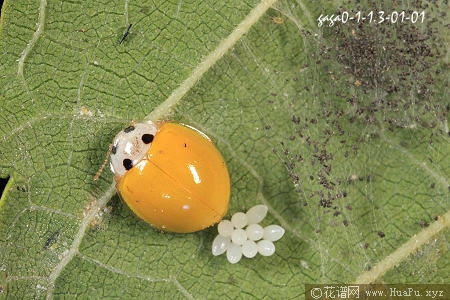 花园果园益虫-黄瓢虫专治白粉病