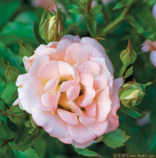 桃花漂流 Peach DRIFT® Meiggili