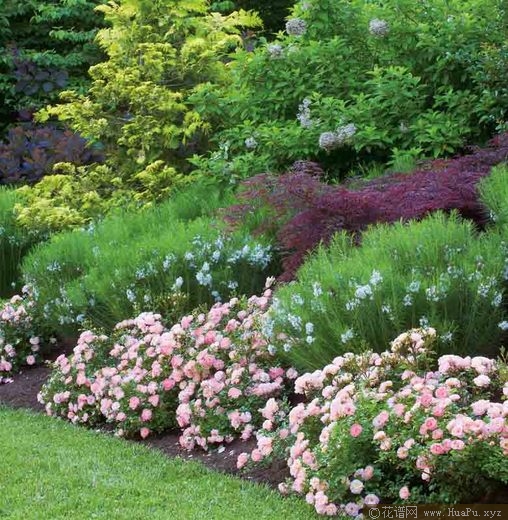 桃花漂流 Peach DRIFT® Meiggili