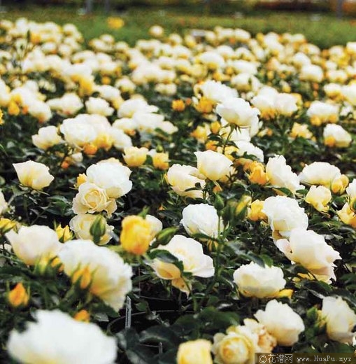 爆米花漂流 Popcorn Drift