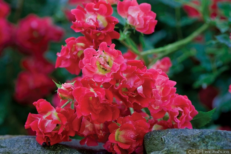 红色漂流 Red DRIFT® Meigalpio