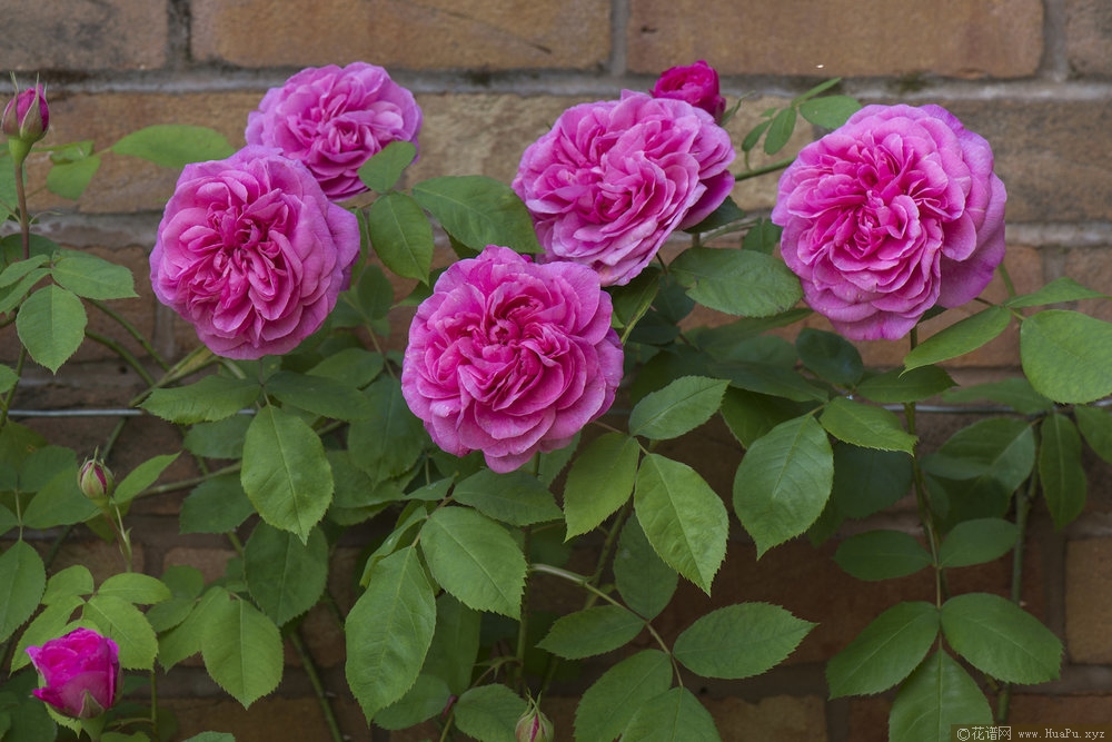 格特鲁德杰基尔Gertrude Jekyll