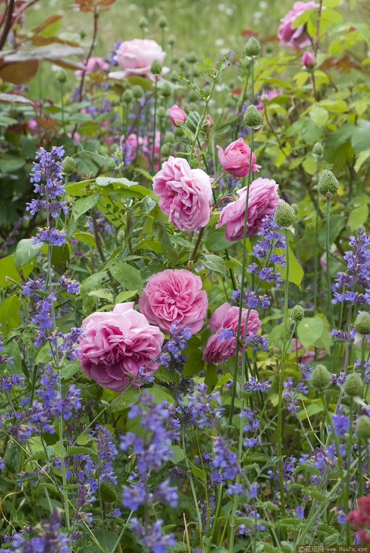 格特鲁德杰基尔Gertrude Jekyll