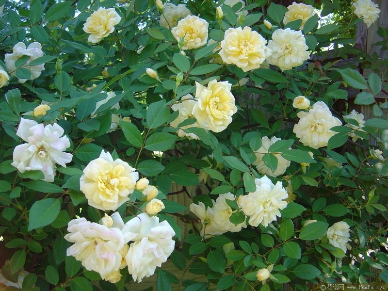 马文山Malvern Hills