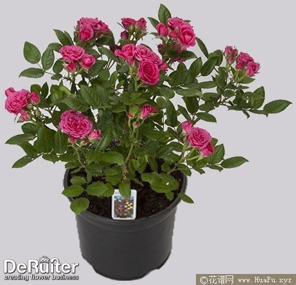 桃红阳台 Fuchsia terrazza