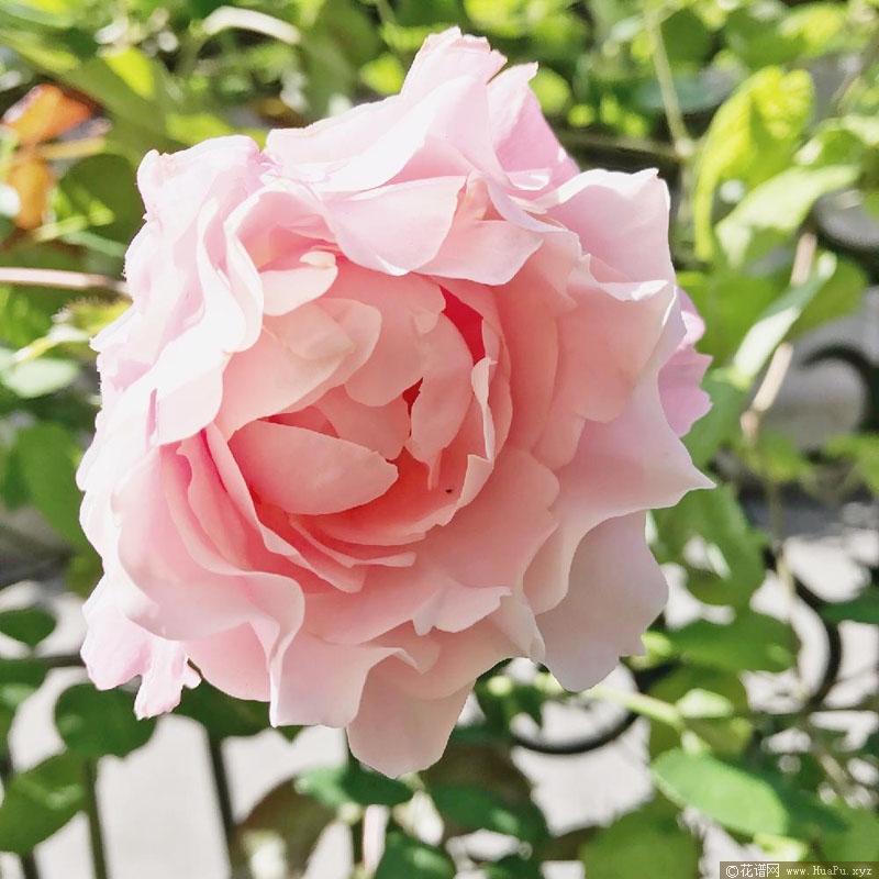达芙妮 Daphne|ダフネ
