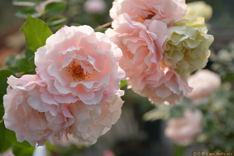 达芙妮 Daphne|ダフネ