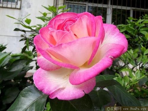 摩纳哥公主Princesse de Monaco