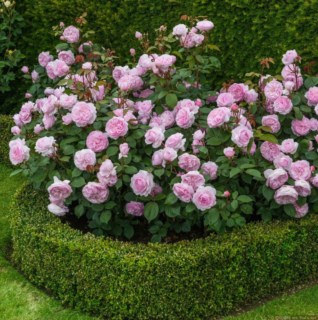 安尼克城堡 The Alnwick Rose