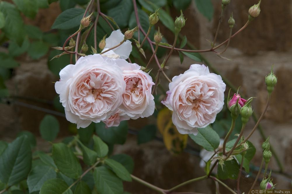 奥尔布莱顿The Albrighton Rambler
