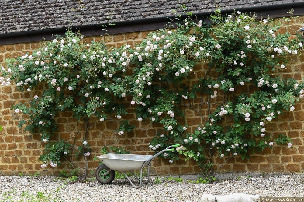 奥尔布莱顿The Albrighton Rambler