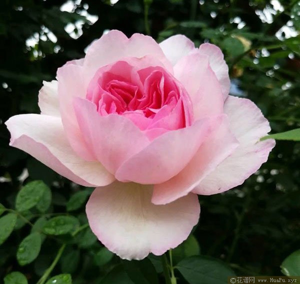 灌木：伊芙芳香催眠