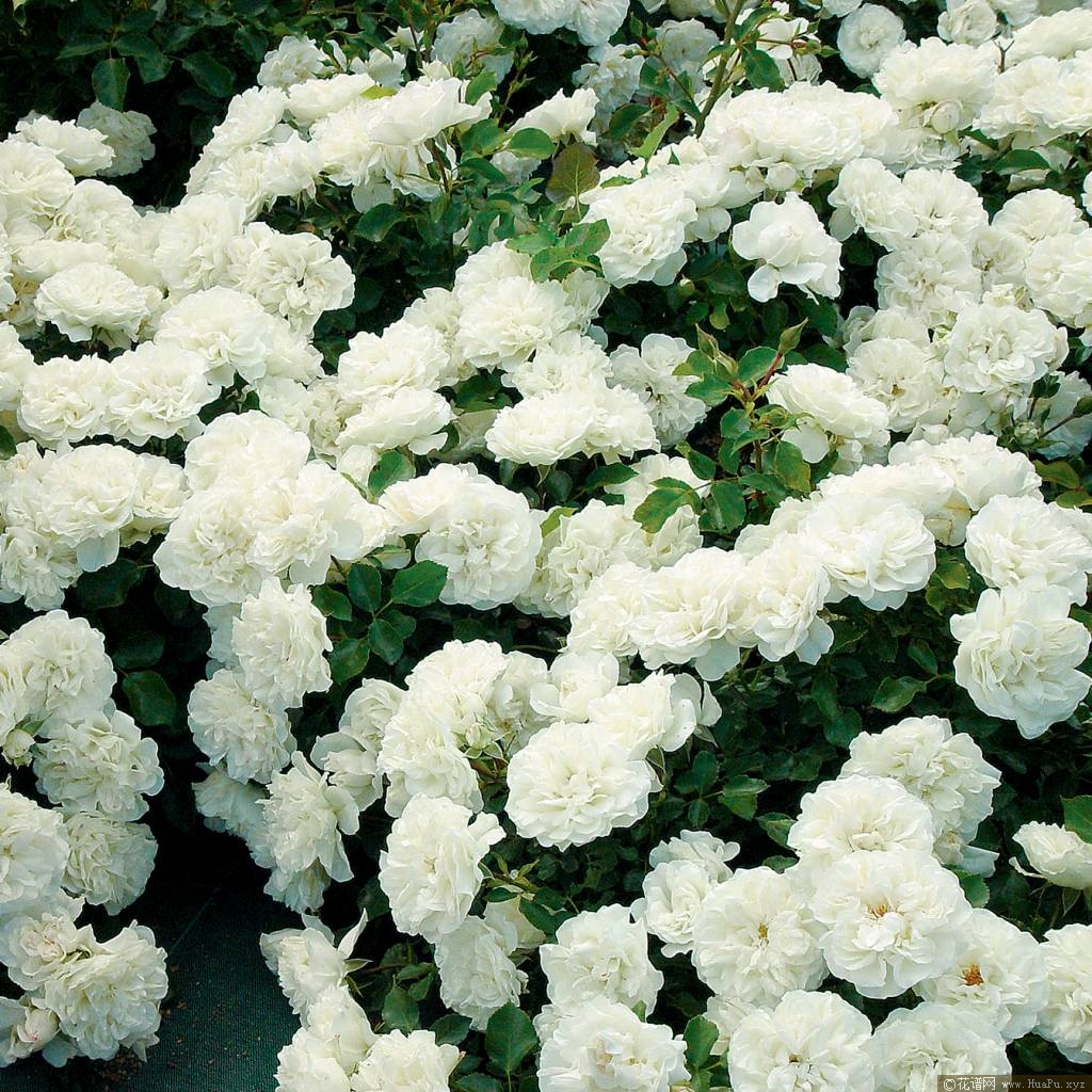 白米农/白梅蒂兰/白色梅兰蒂娜 White Meidiland 