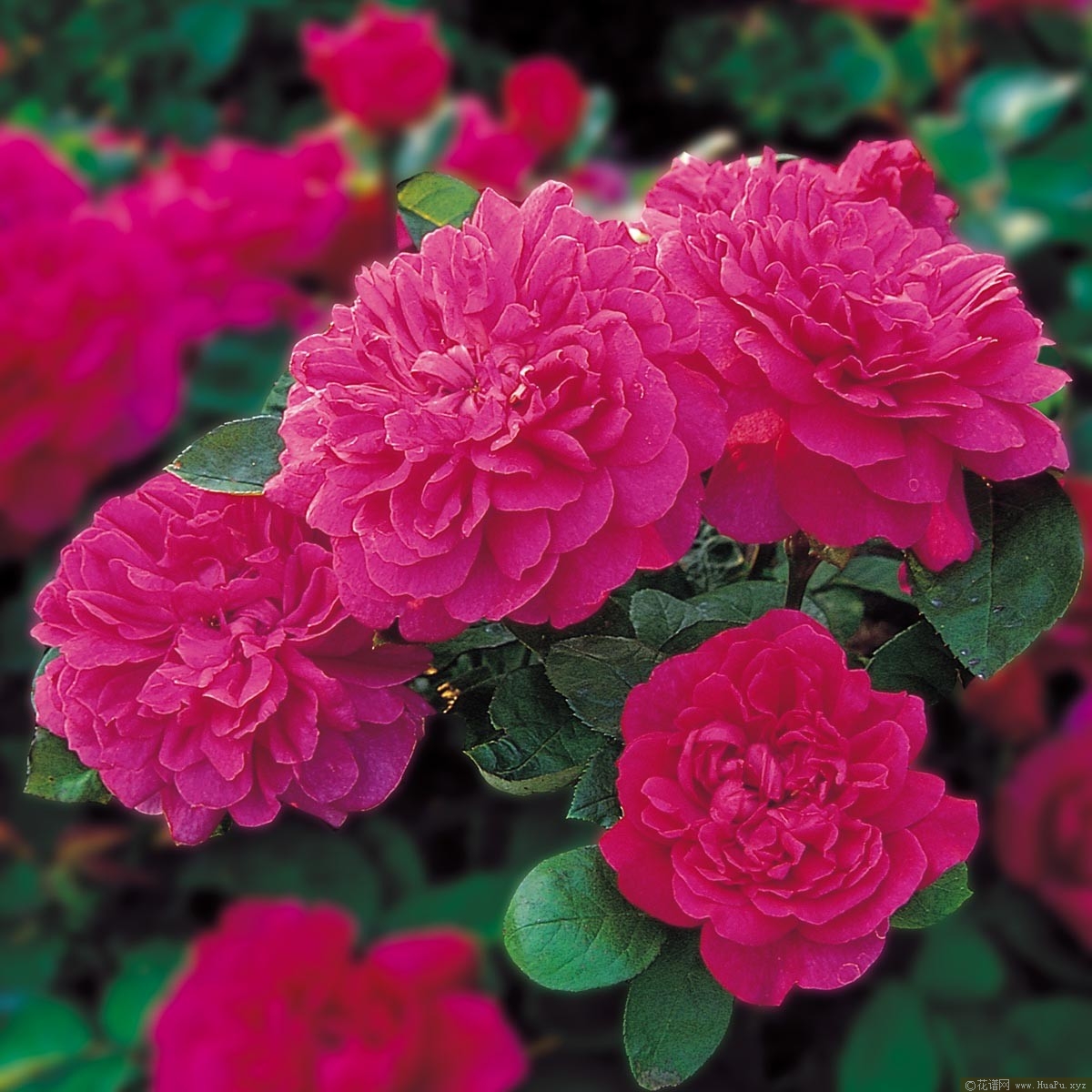 苏菲的玫瑰Sophy s Rose