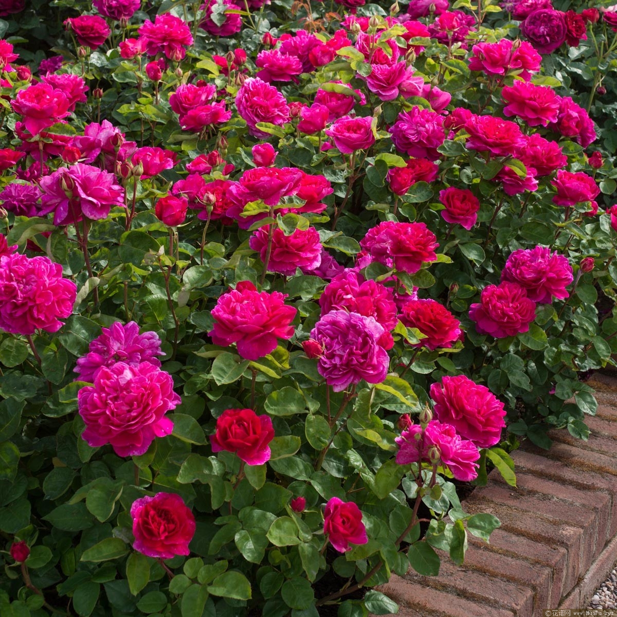 苏菲的玫瑰Sophy s Rose