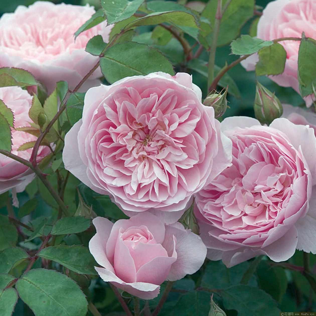 威斯利2008 Wisley 2008