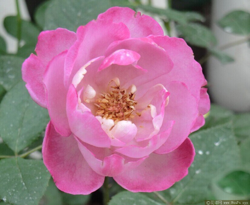 羊脂香水Boule de parfum