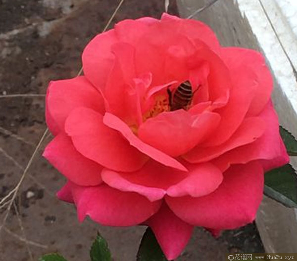 微月:樱桃阳台 Cerise Terrazza