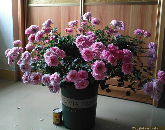 铃之妖精Fée Clochette