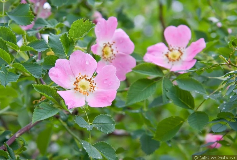 狗蔷薇/犬蔷薇Dog Rose