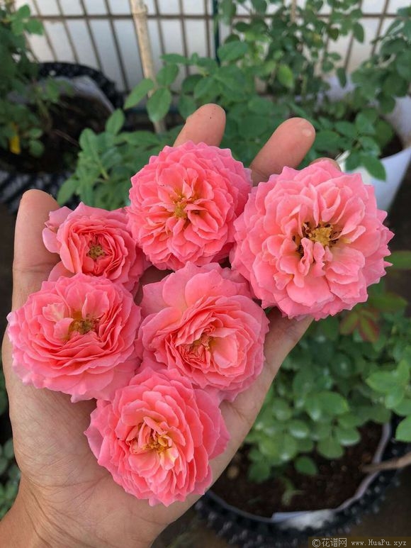 夏日花火summer Fireworks月季的优缺点与资料品种介绍 花谱网 夏日花火summer Fireworks月季的优缺点与资料品种介绍 花谱网